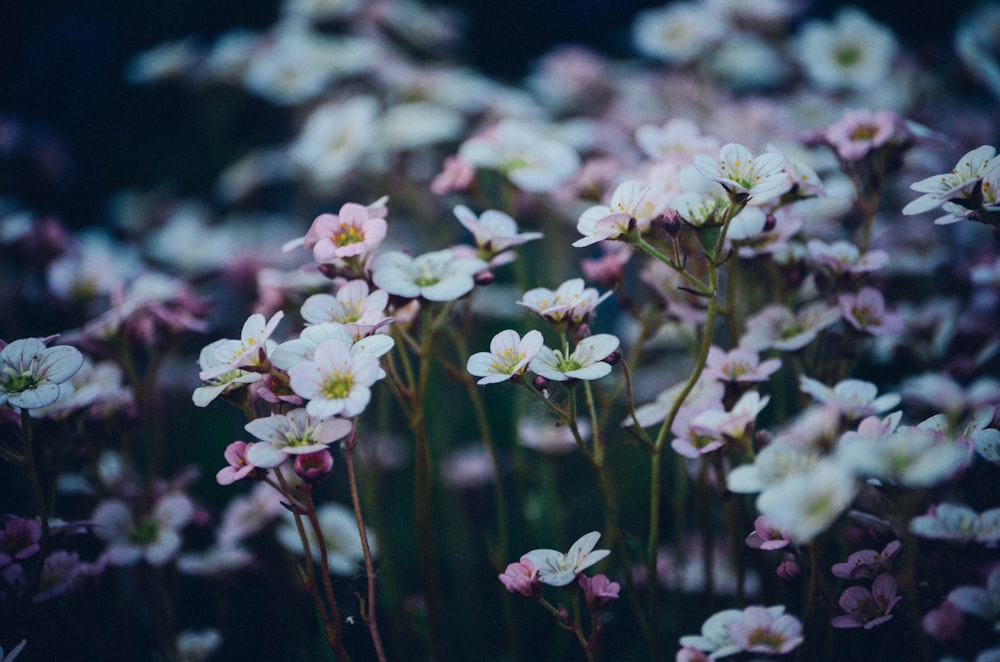 Nahaufnahme einer weißblättrigen Feldblume