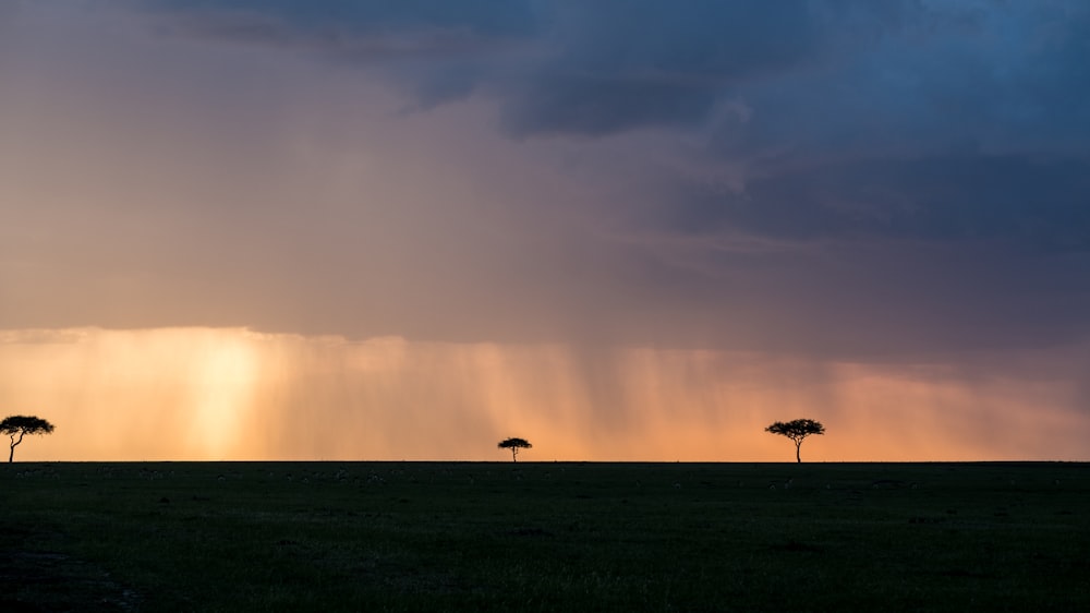 silhouette of trees