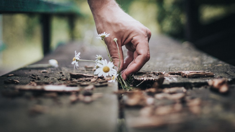 person holding white daisy flower