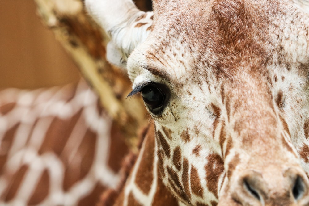selective focus photography of giraffe