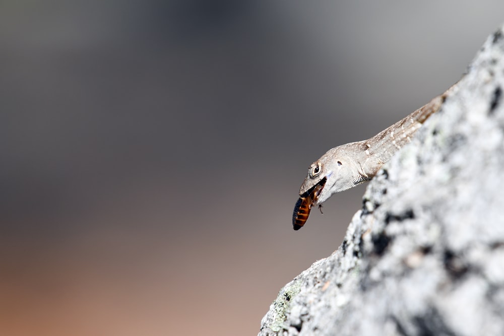 macro shot of gray animal eating insect