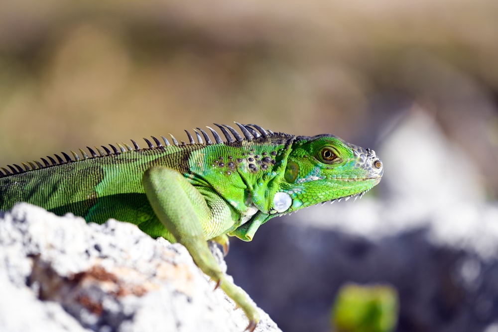 green reptile on rock