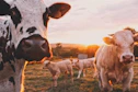 a herd of cows standing on top of a lush green field