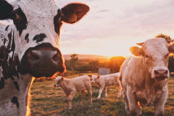 Dairy cattle
