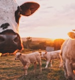 a herd of cows standing on top of a lush green field