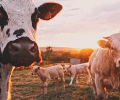 a herd of cows standing on top of a lush green field