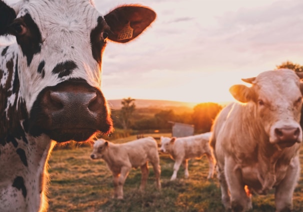 a herd of cows standing on top of a lush green field