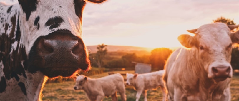 a herd of cows standing on top of a lush green field