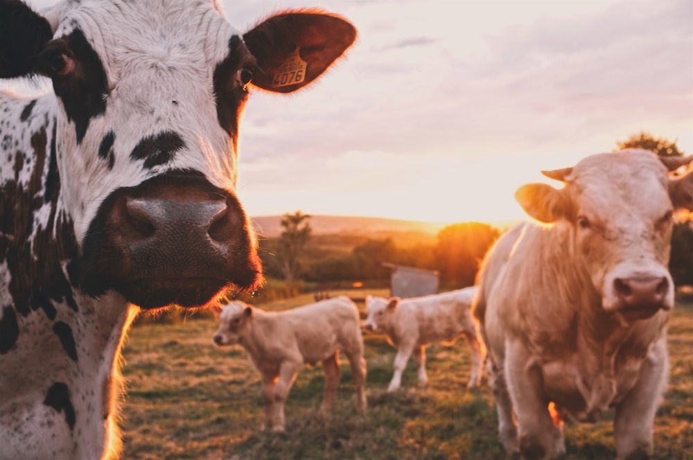 a herd of cows standing on top of a lush green field