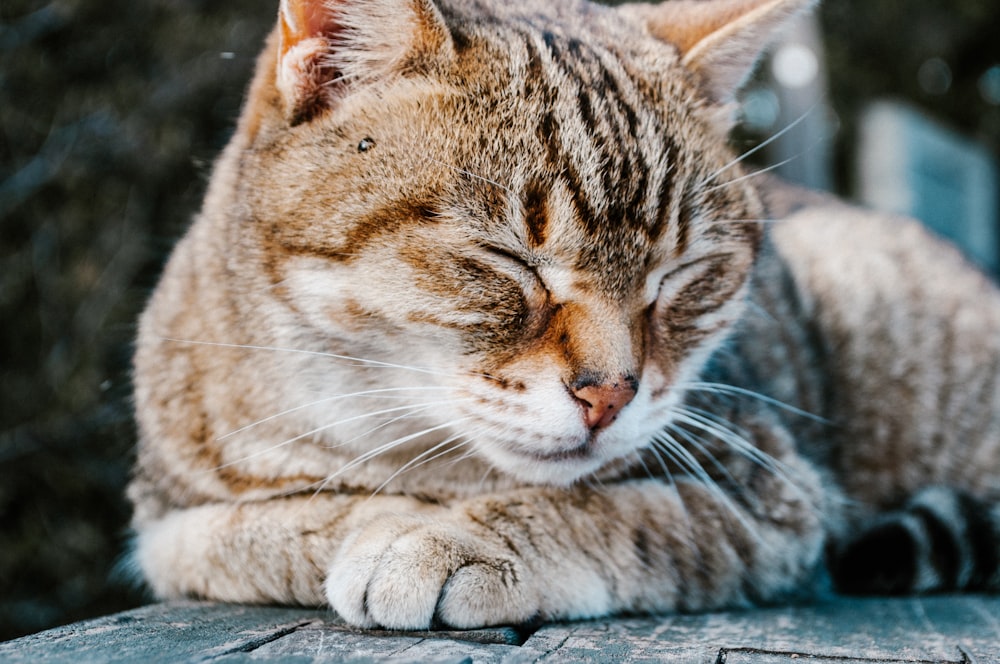 grau getigerte Katze auf Holzoberfläche liegend