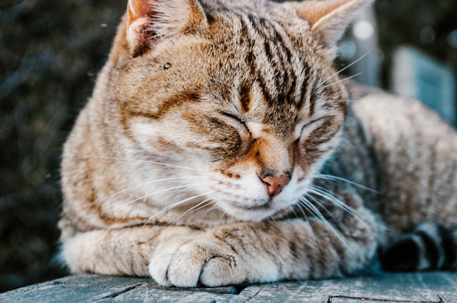 腎臟病貓飲食篇－分享幾個腎貓在飲食上的小建議