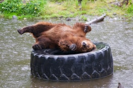A brown bear playfully lies on its back atop a large black tire submerged partially in water. The bear appears relaxed and joyful, surrounded by a lush, green environment with patches of grass and distant yellow flowers.