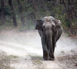 gray elephant cub walking alone on pathway creating dust