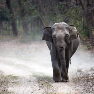 gray elephant cub walking alone on pathway creating dust