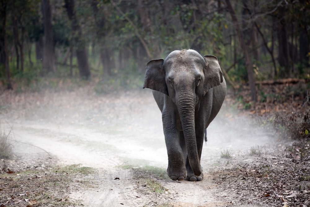 cachorro de elefante gris que camina solo en el camino creando polvo