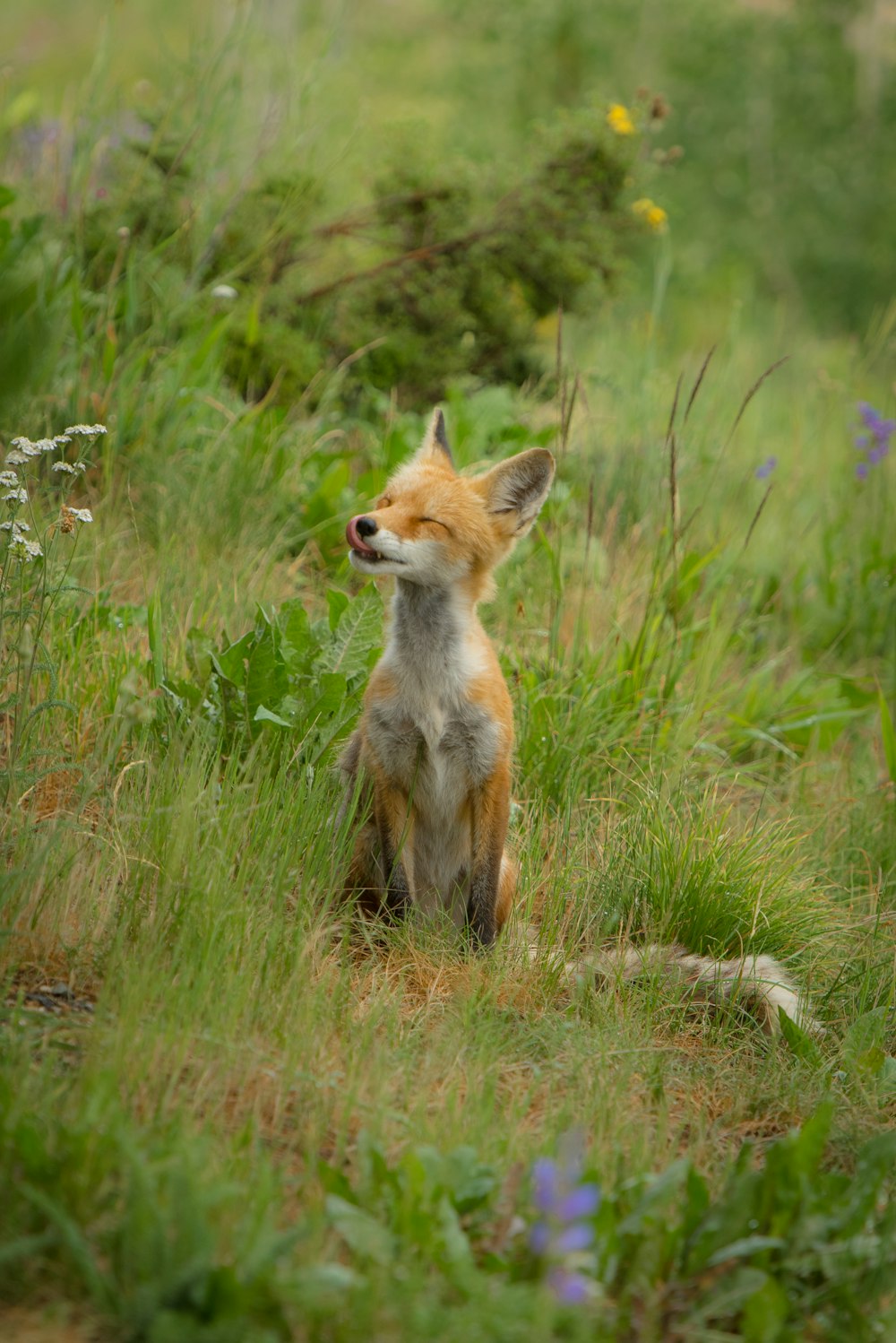 renard assis sur l’herbe verte