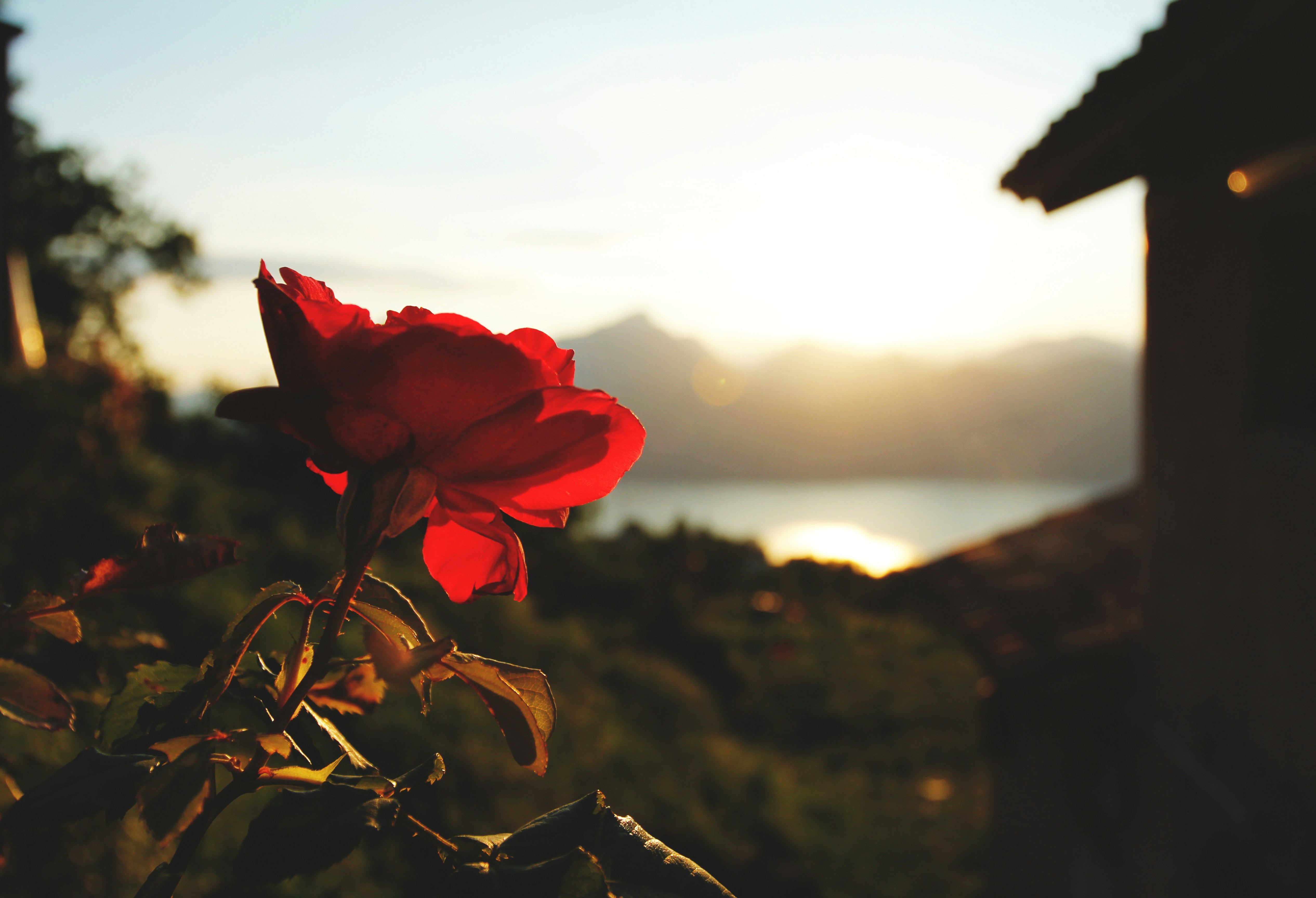 Озеро и роза