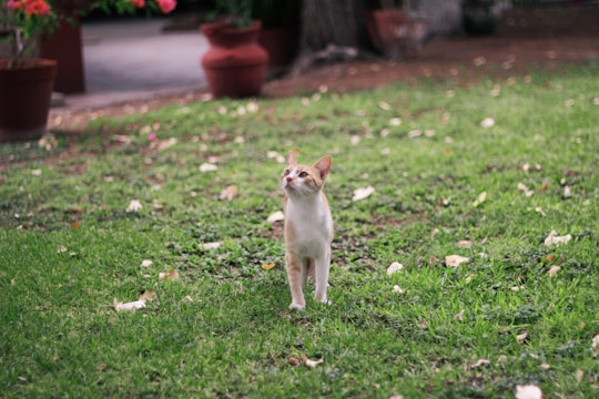 A cat with white and orange fur is standing on a grassy lawn. Surrounding the lawn are several potted plants, and the background shows a blurred view of a garden with trees and flowers.
