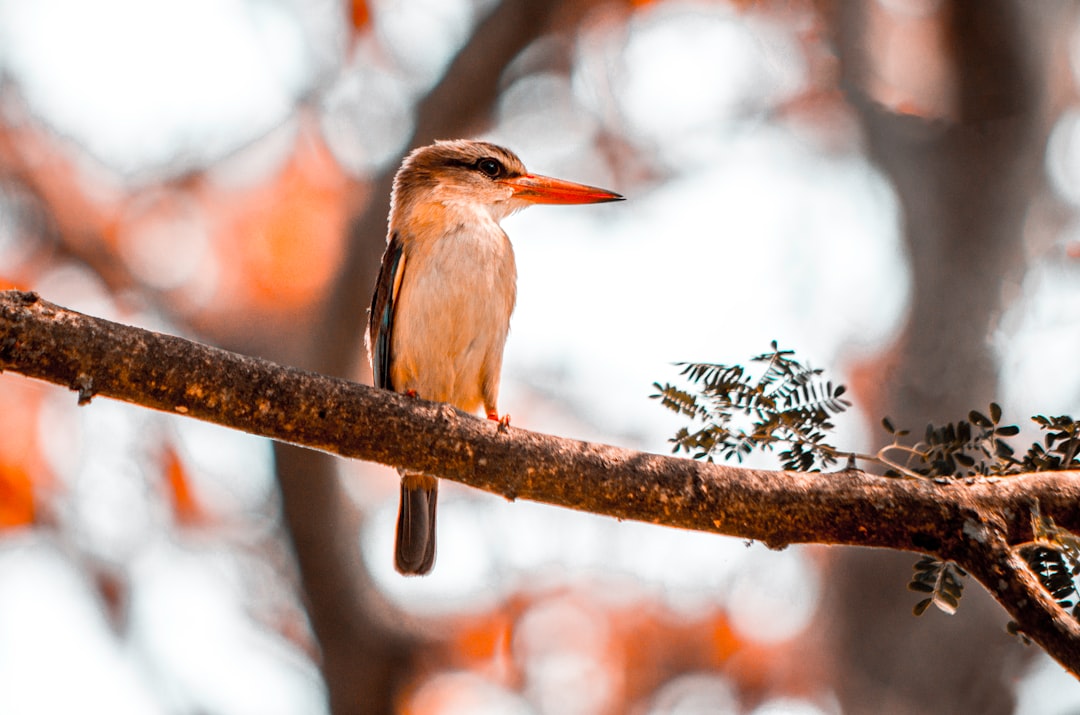 bird perching on tree branch