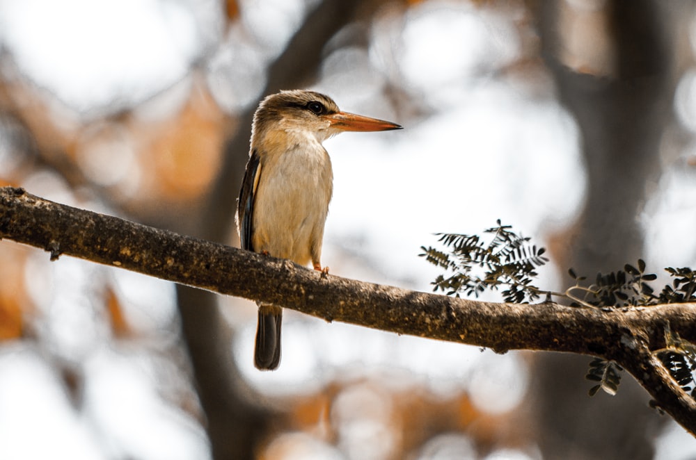 pájaro posado en la rama de un árbol