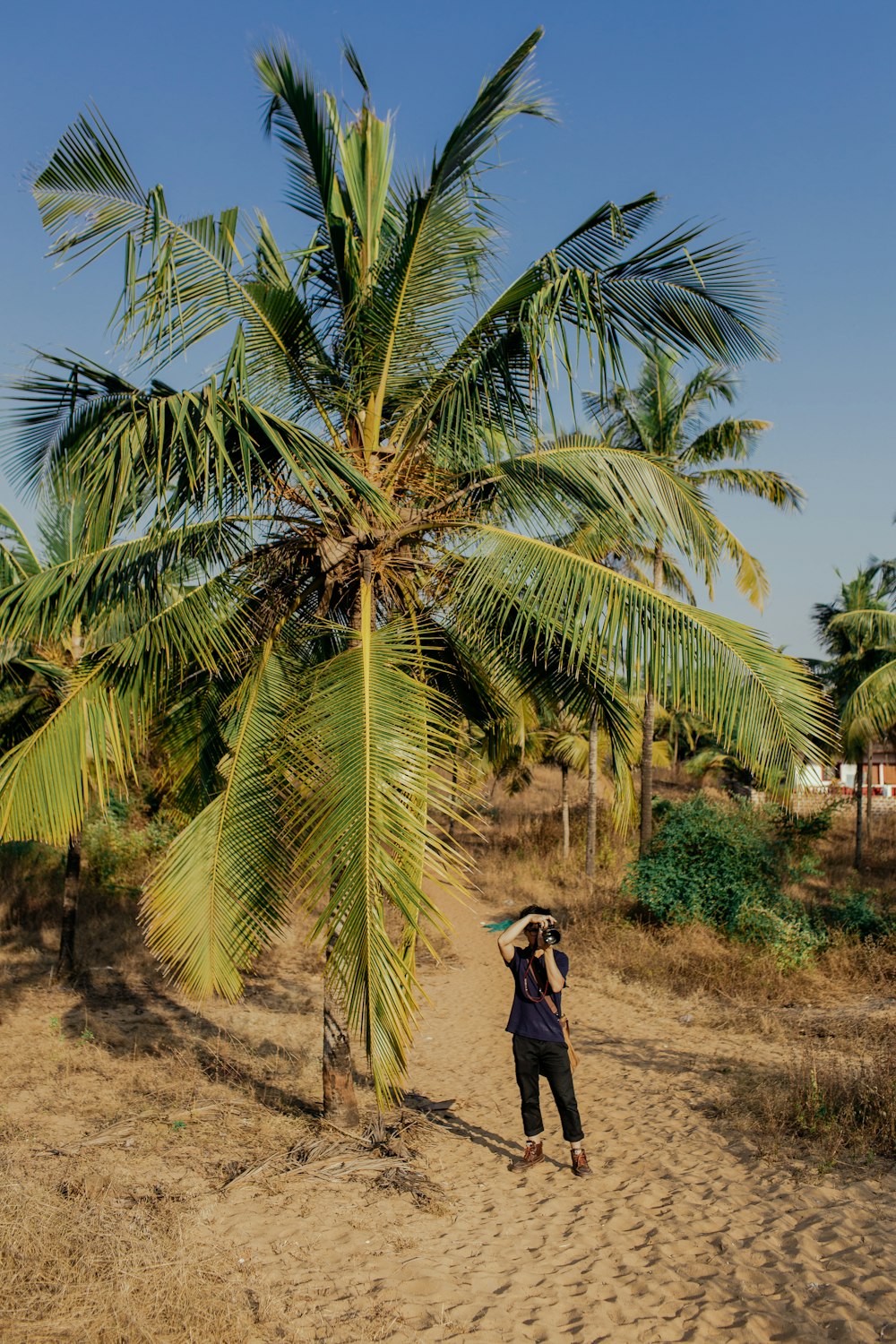 uma pessoa em pé sob uma palmeira em uma praia
