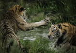 tigers fighting on swamp