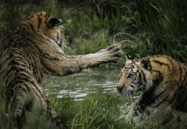 tigers fighting on swamp