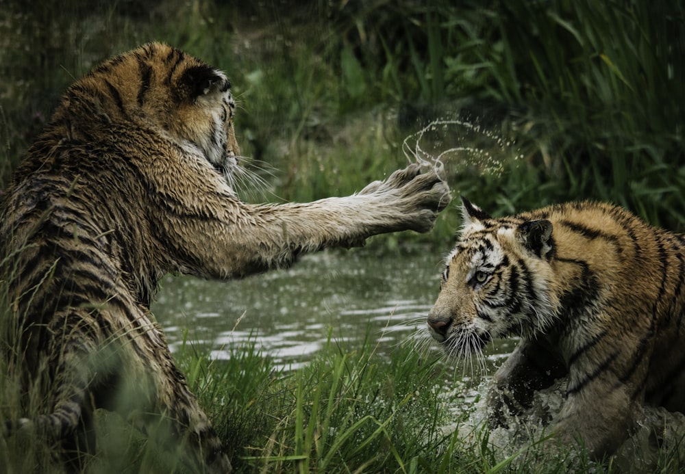 Tigres luchando en el pantano