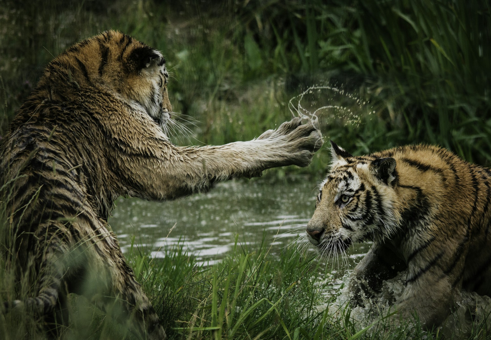 tigers fighting on swamp