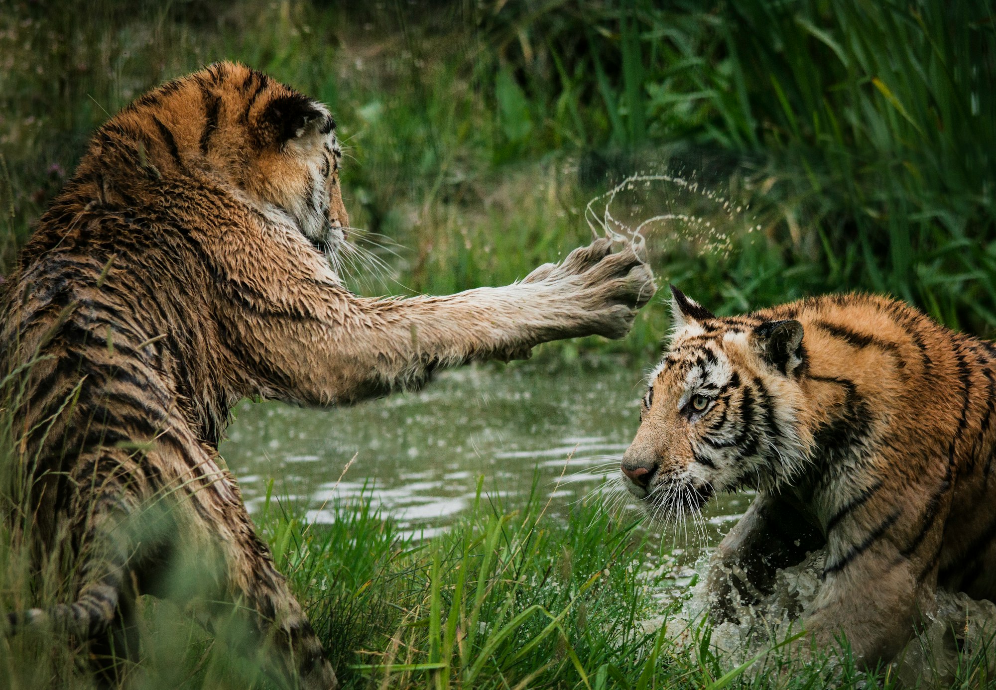 Tiger cubs playing in the water