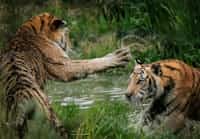 Conversation between Tiger and Tigress tiger stories