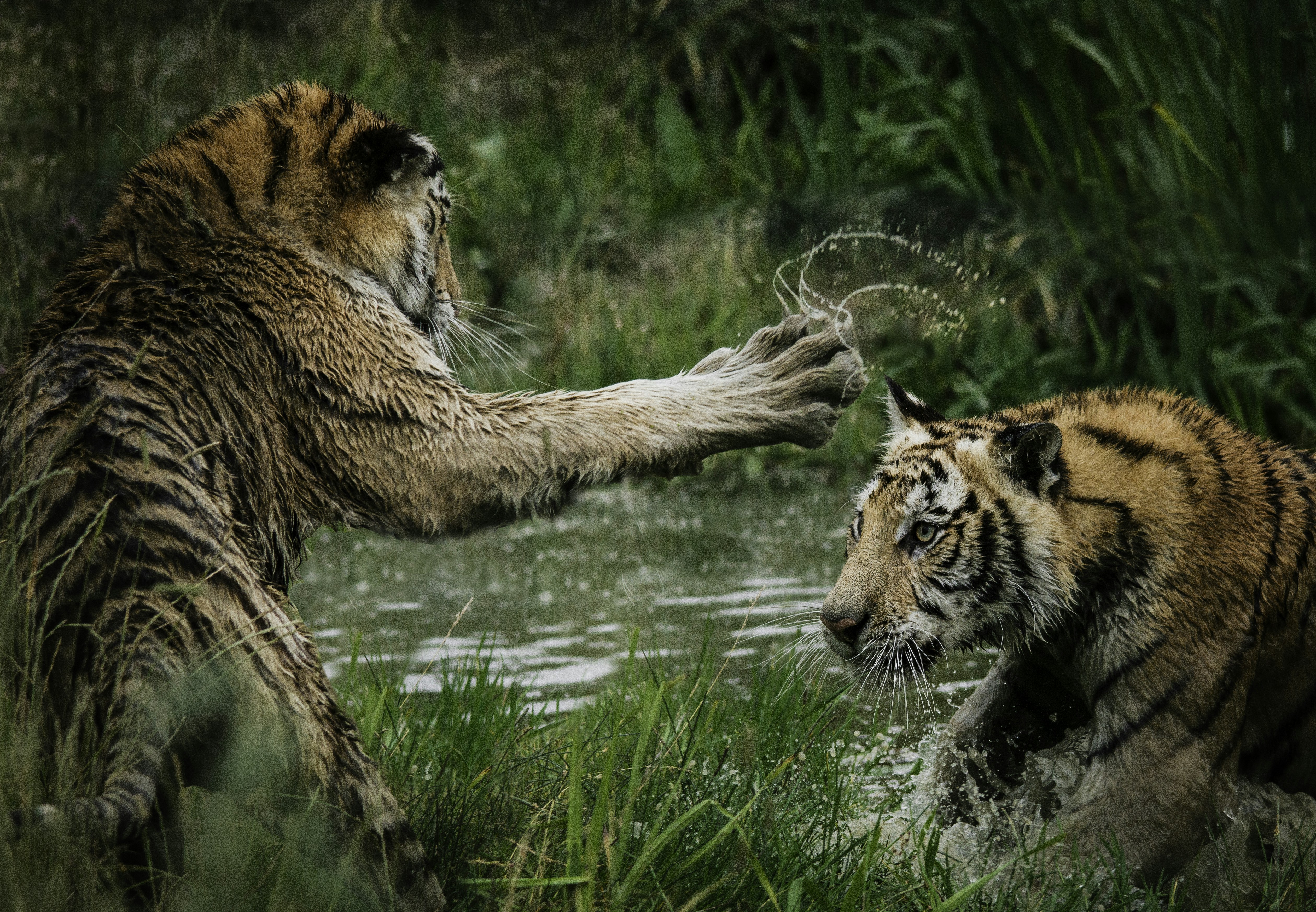 "Tiger cubs playing in the water"