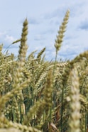 A close-up of golden wheat fields swaying under a clear blue sky at harvest time