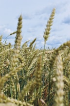 A close-up of golden wheat fields swaying under a clear blue sky at harvest time