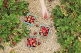 Farmers handpicking ripe produce in a lush green field.