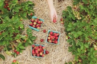 A field with green strawberry plants growing in rows over a bed of straw. Three blue containers filled with ripe, red strawberries are placed on the straw. A hand is reaching down to pick a strawberry.