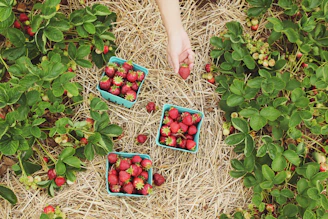 Hands carefully picking strawberries in neat rows of vibrant plants