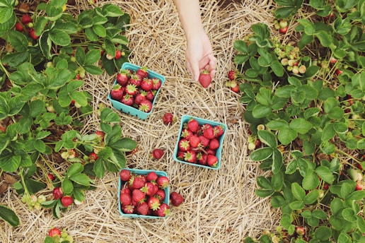 A field with green strawberry plants growing in rows over a bed of straw. Three blue containers filled with ripe, red strawberries are placed on the straw. A hand is reaching down to pick a strawberry.