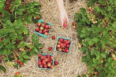 A vibrant field of ripe strawberries ready for harvest.