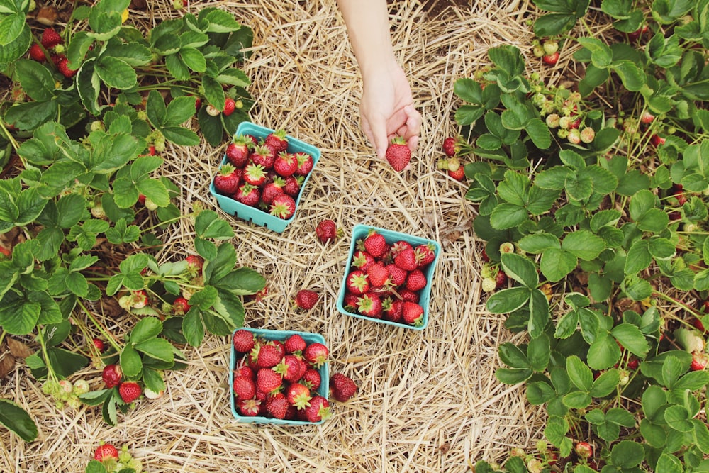 Fraises dans des paniers bleus