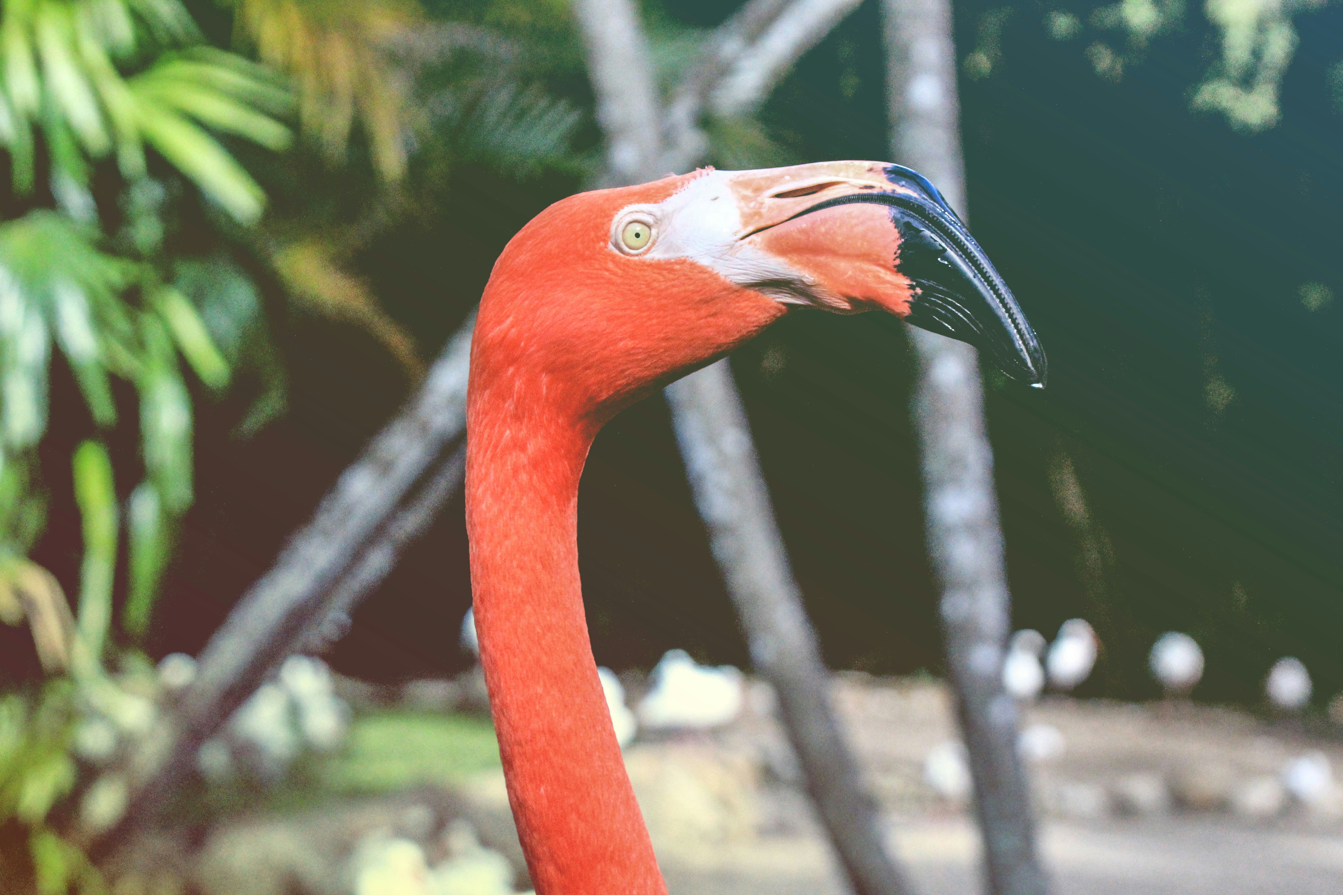 closeup photography of red long-neck bird