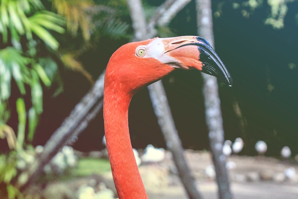 赤い首の長い鳥のクローズアップ写真