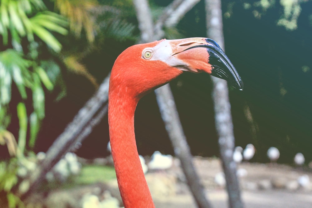 Nahaufnahme eines roten Langhalsvogels