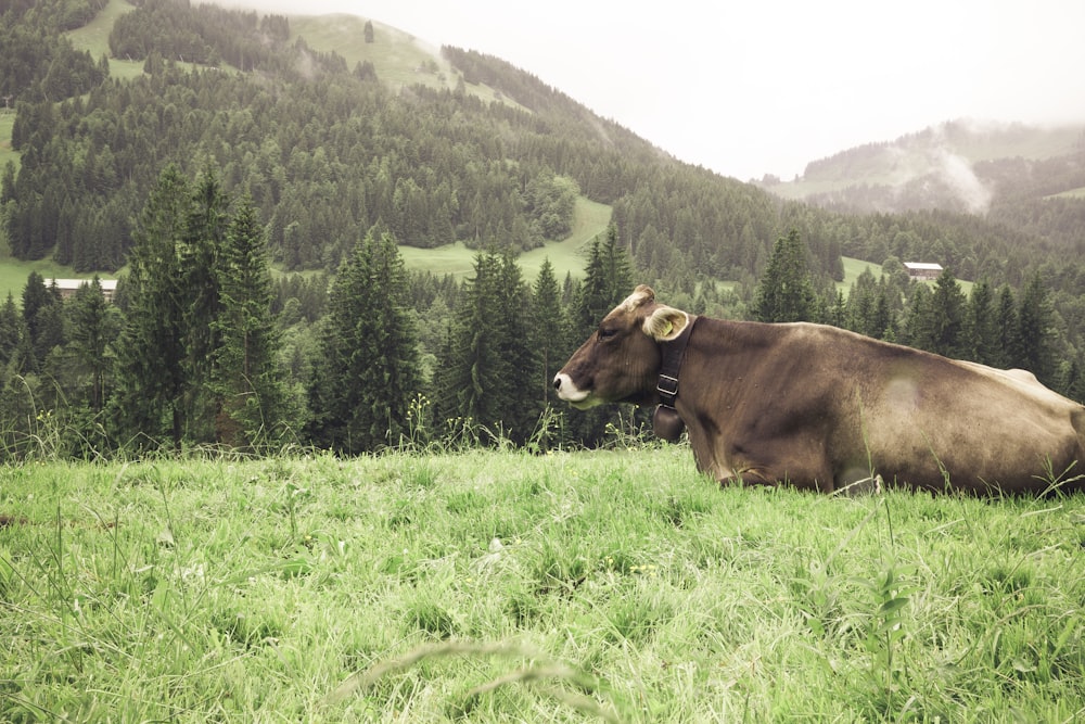 bestiame marrone su erba verde