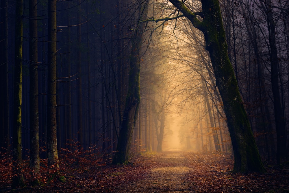 Lumières jaunes entre les arbres