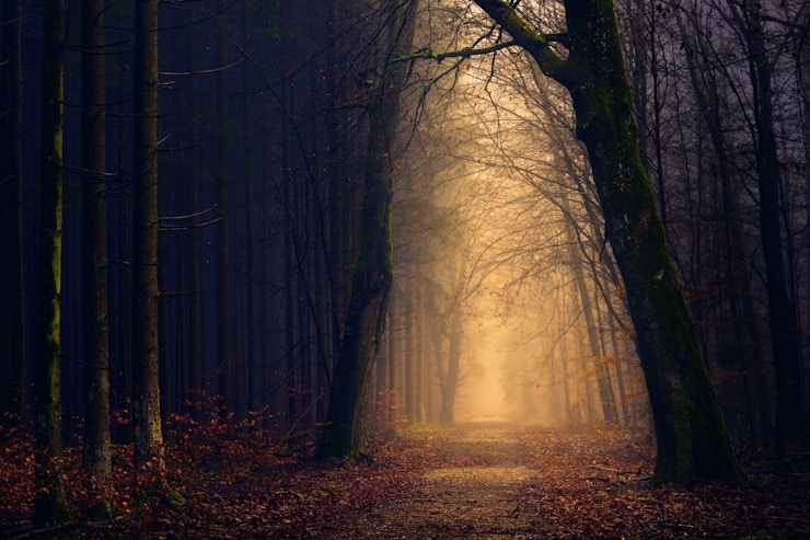 Golden forest pathway