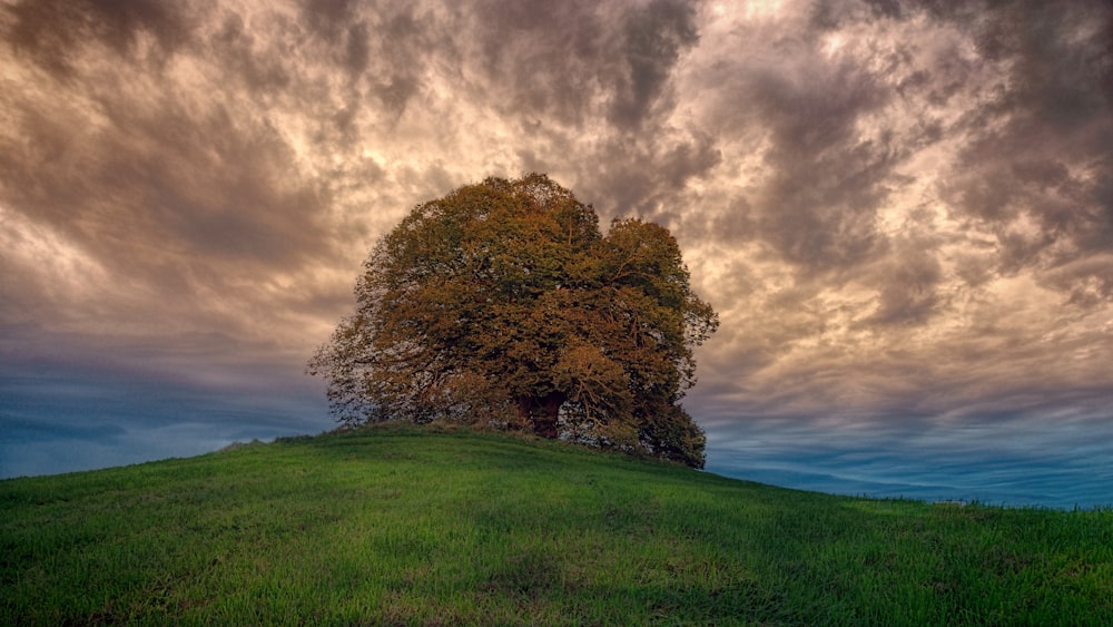 fotografia ad angolo basso dell'albero a foglia marrone