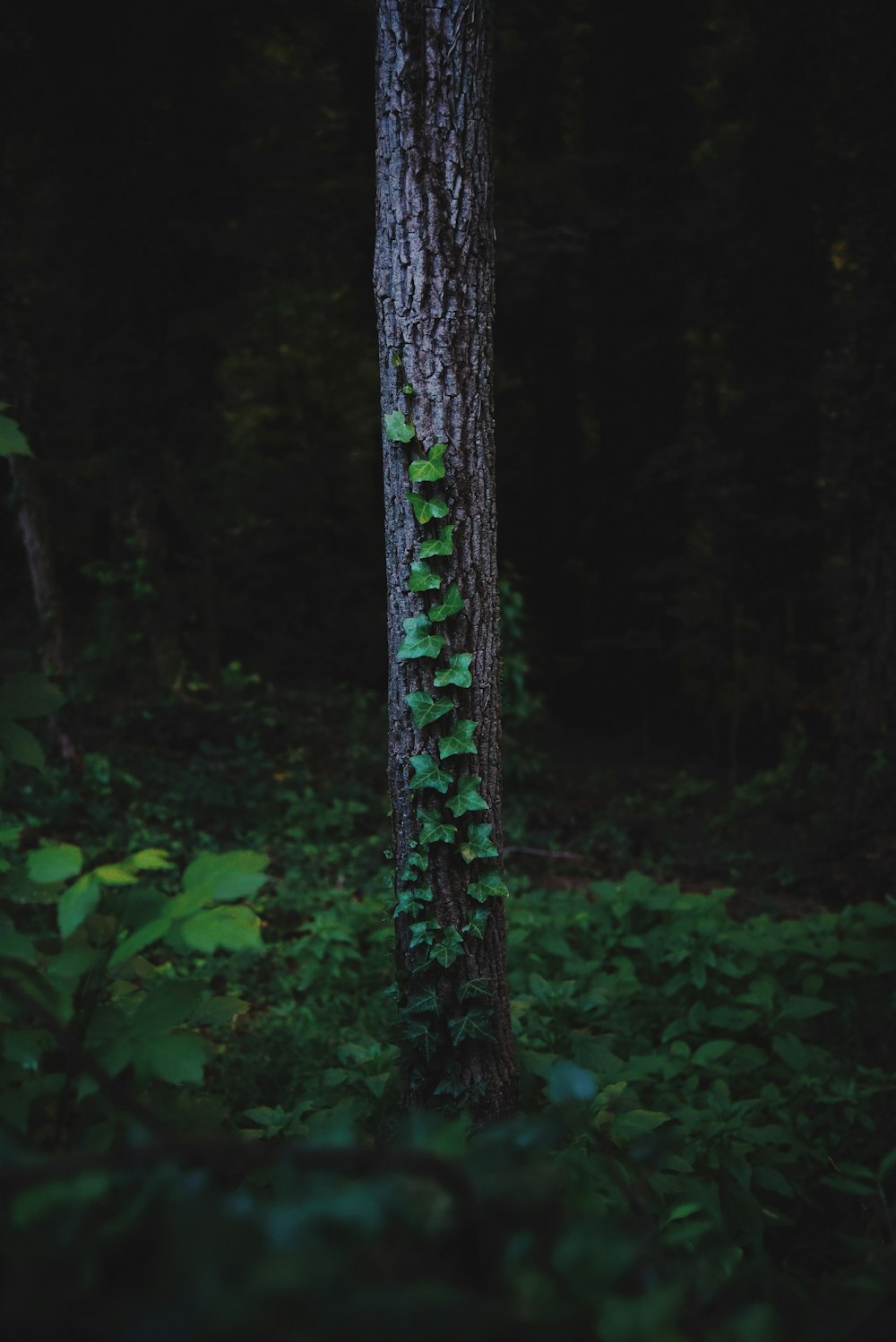 green plants on tree