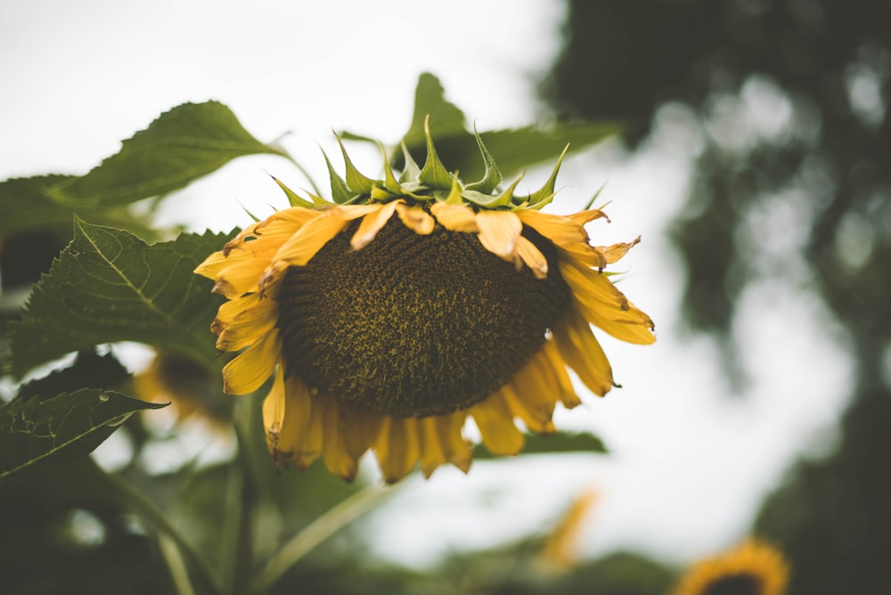 yellow sunflower on closeup photography