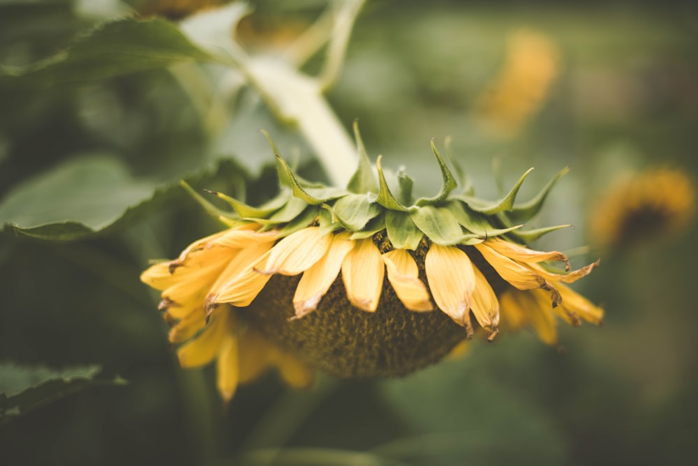 yellow sunflower